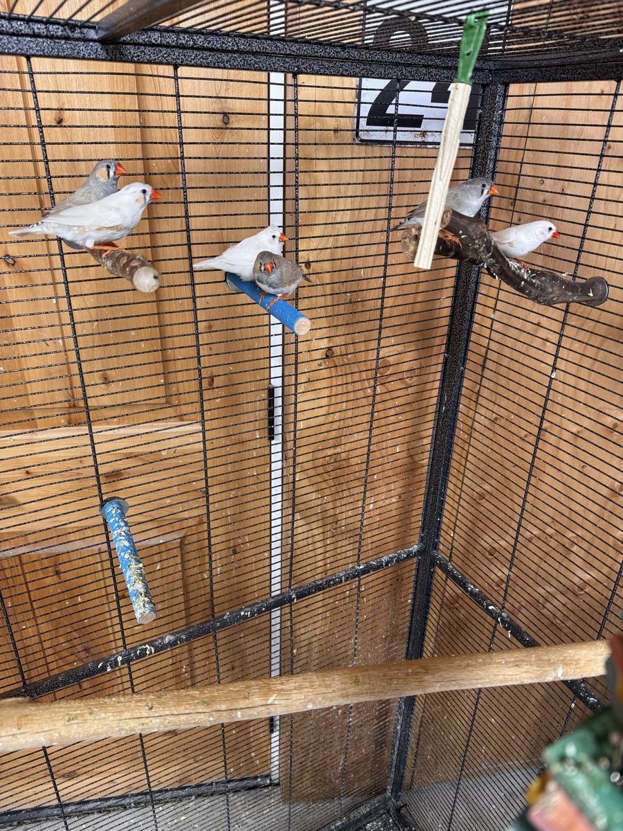 Finch birds