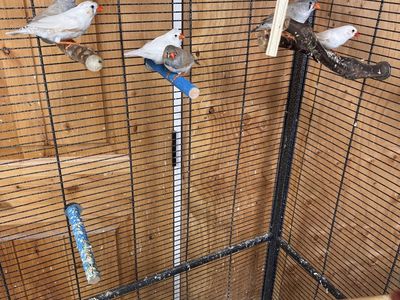 Finch birds