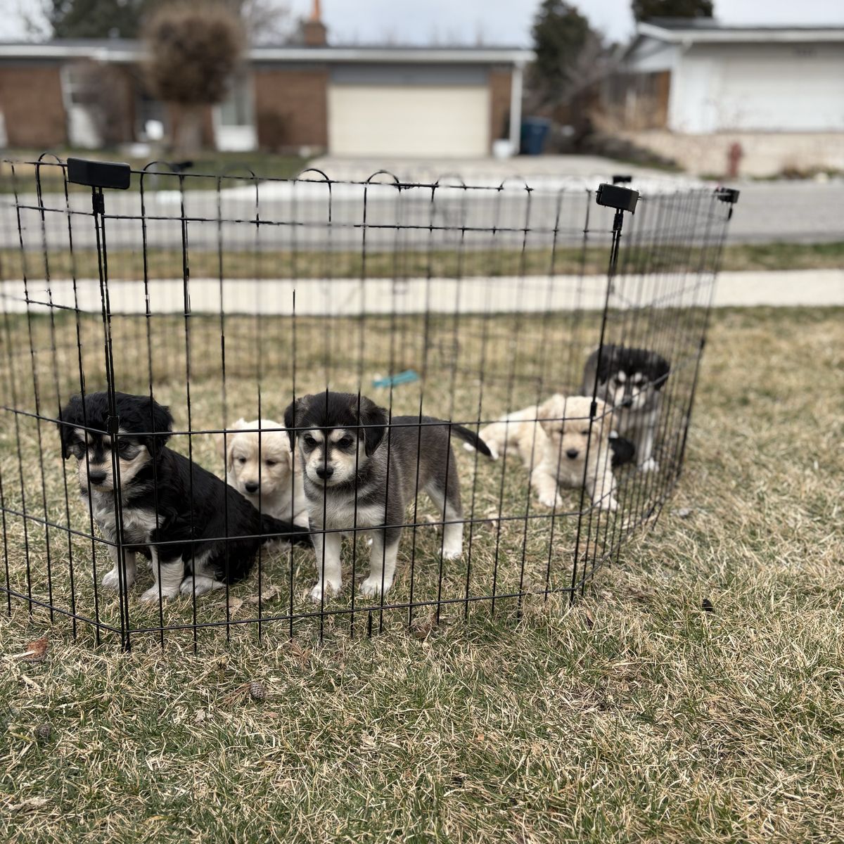 Husky Doodle Puppies