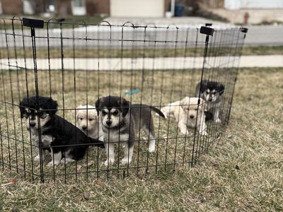 Husky Doodle Puppies