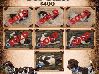 German Shorthaired Pointer Puppy!