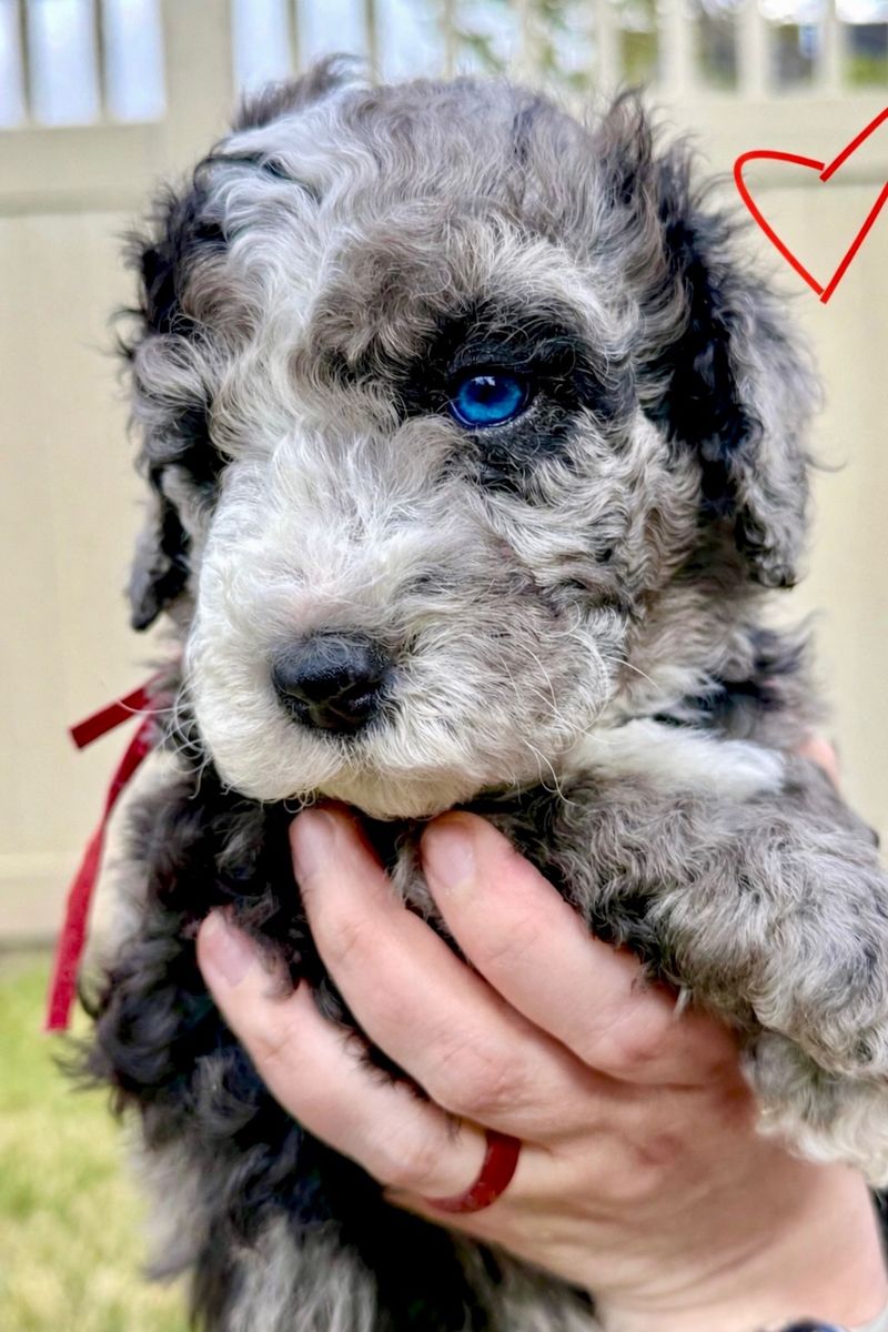 Lowered $ for locals. Mini Bernedoodles Rare Clear Genes Blue Eyes Merle & Cream/Apricot coloring. Like Goldendoodles