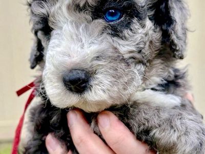 Lowered $ for locals. Mini Bernedoodles Rare Clear Genes Blue Eyes Merle & Cream/Apricot coloring. Like Goldendoodles