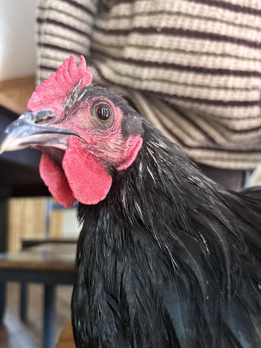 Black Australorp Rooster