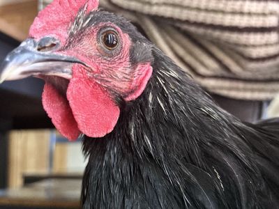 Black Australorp Rooster