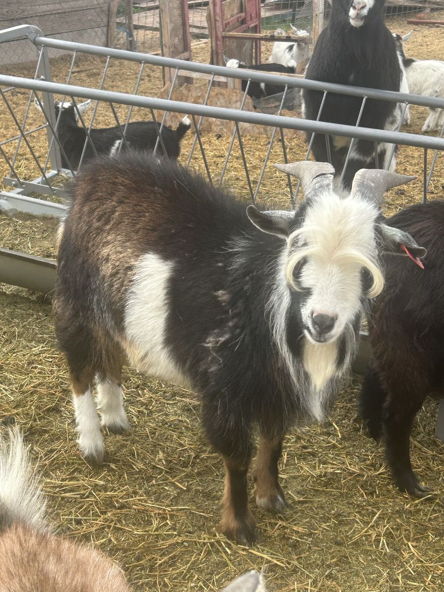 Pygmy Goat Stud Service