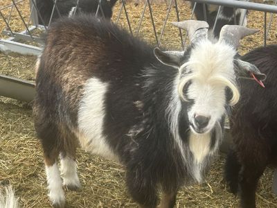 Pygmy Goat Stud Service