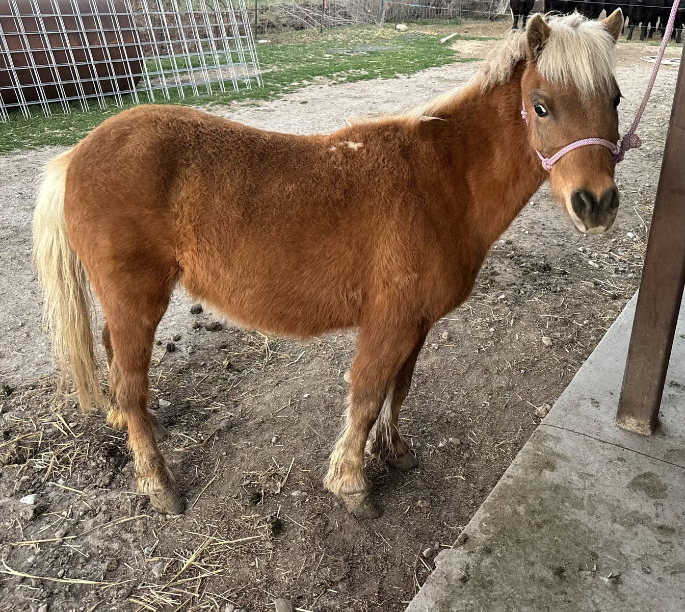 ISO pony stud to breed my mare too