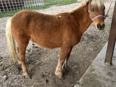 ISO pony stud to breed my mare too