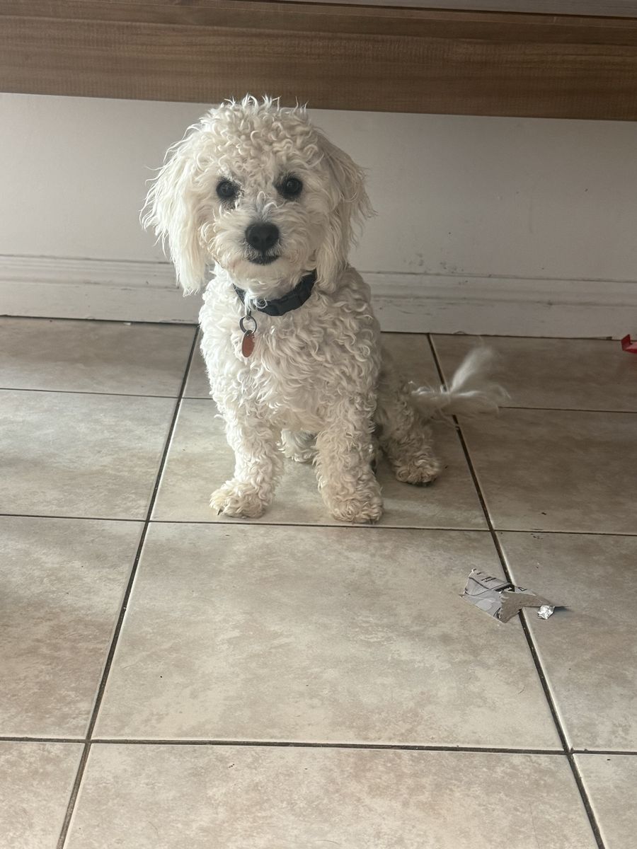 Poodle Mix Dog - White Curly Coat, Friendly Companion