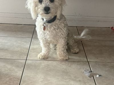 Poodle Mix Dog - White Curly Coat, Friendly Companion