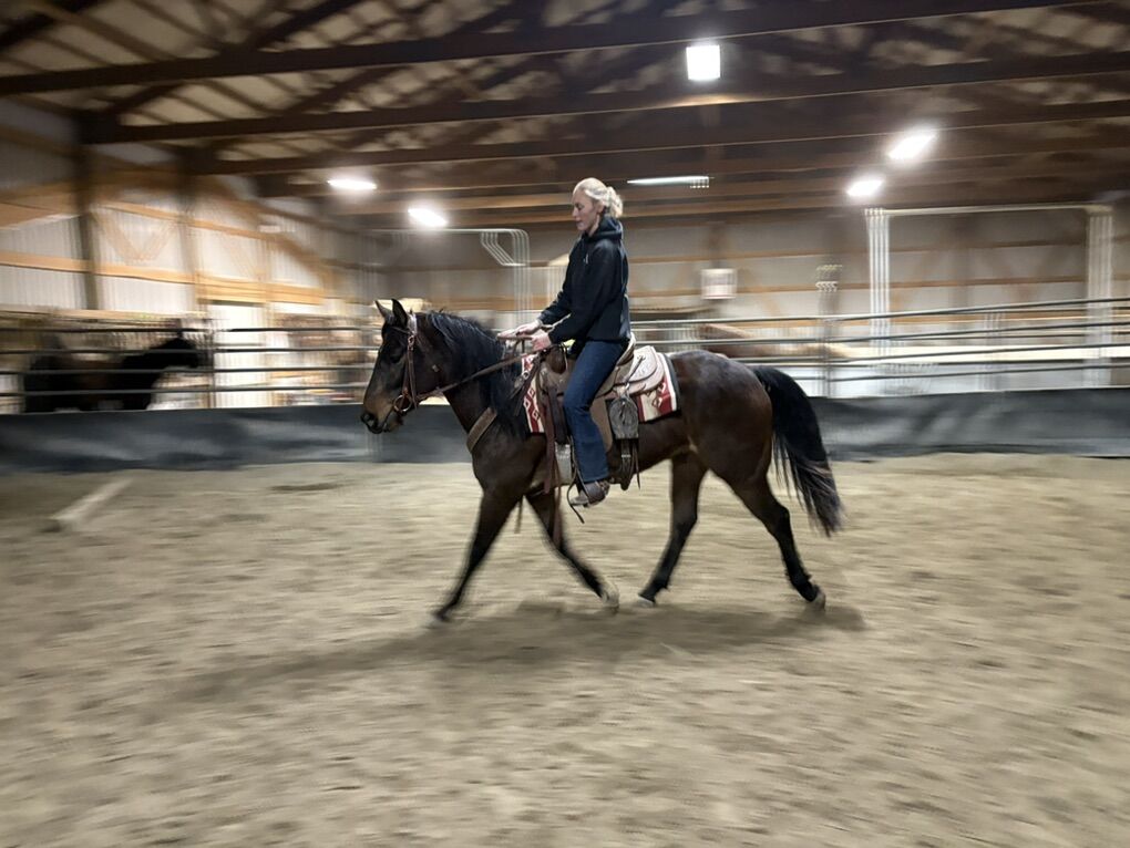 Trainer/Colt Starter