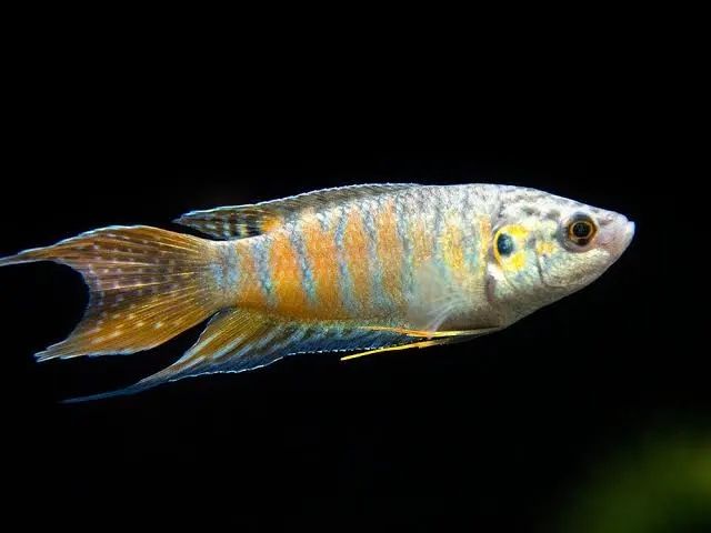 Fish