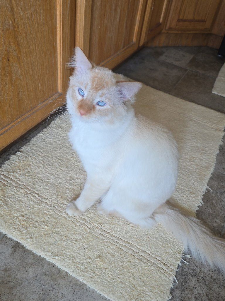 upcoming kittens! (flamepoint siamese)