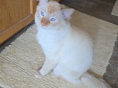 upcoming kittens! (flamepoint siamese)