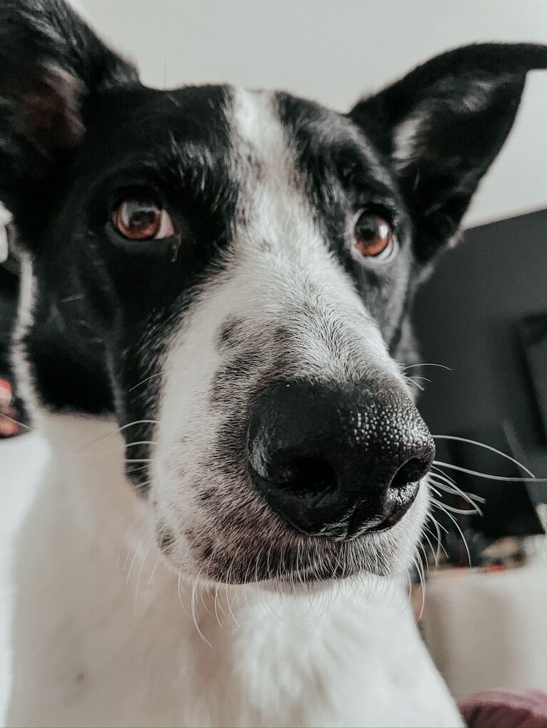 Hades- Male Blueheeler Border Collie 7 Year Old