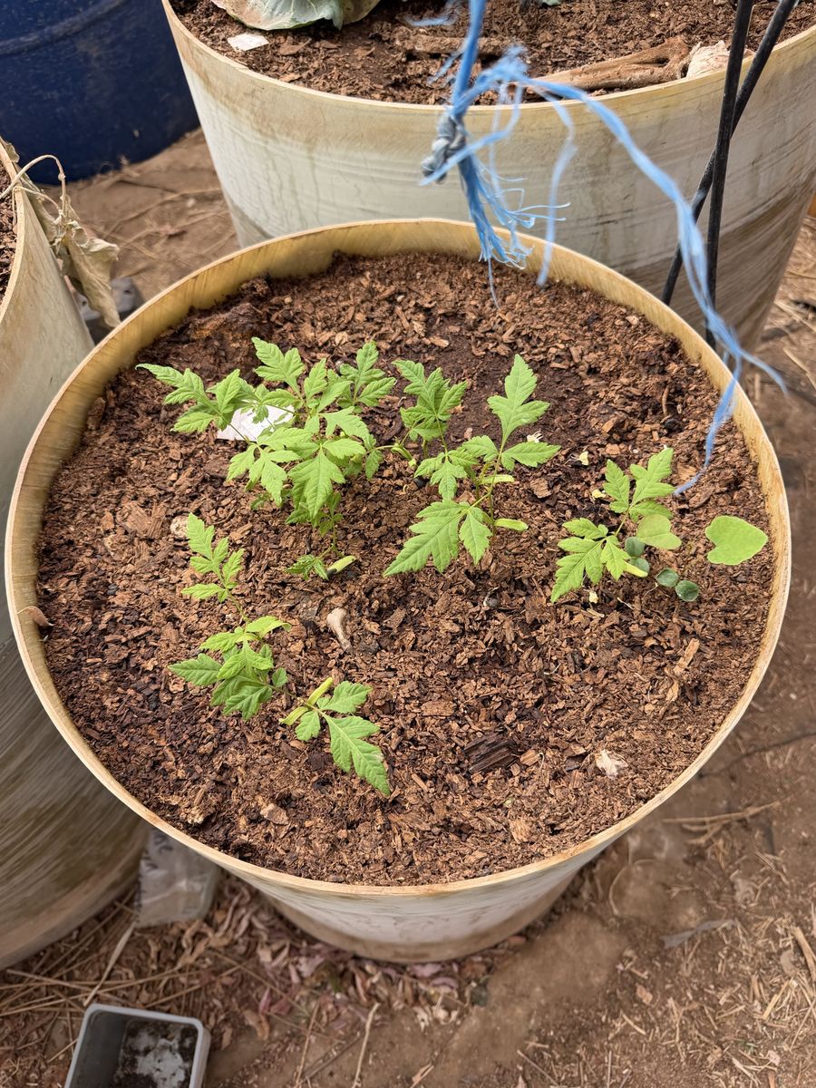 Catalpa, Golden Chain, and Chinese lantern tree seedlings