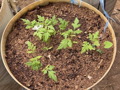 Catalpa, Golden Chain, and Chinese lantern tree seedlings