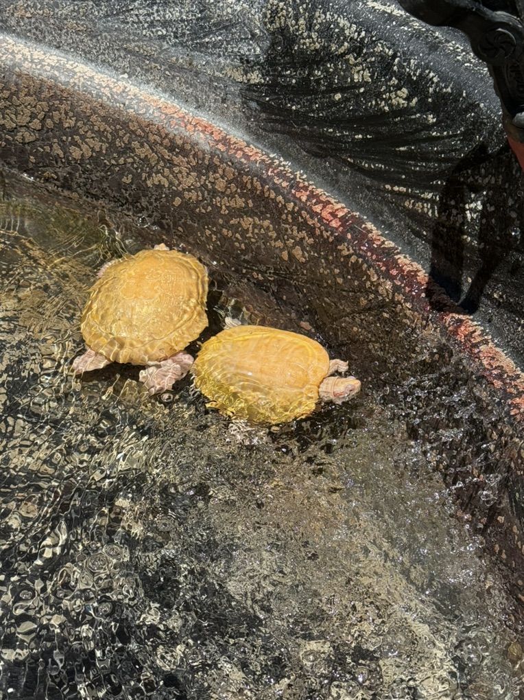 Breeding Pair Of Albino, Red red Ear slider Turtle