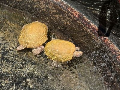 Breeding Pair Of Albino, Red red Ear slider Turtle