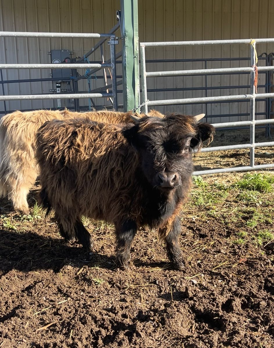 Micro Scottish highland bull calf