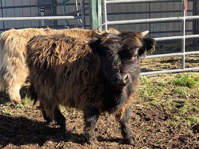 Micro Scottish highland bull calf