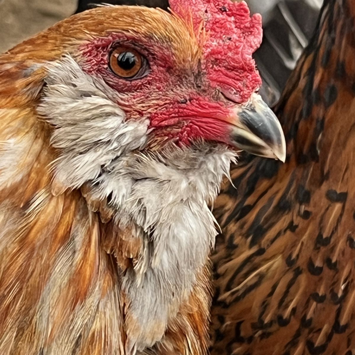 Ameracana Easter Egger Rooster