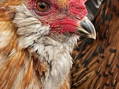 Ameracana Easter Egger Rooster