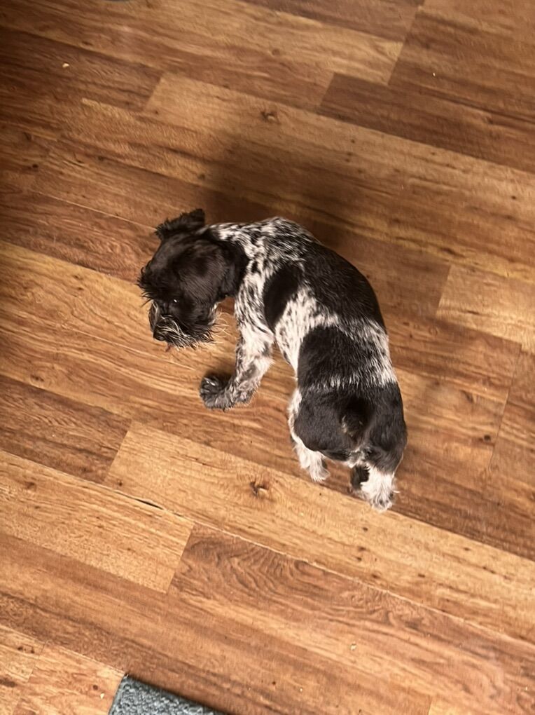 AKC MINIATURE SCHNAUZER STUDS/ PARTI & SALT N PEP