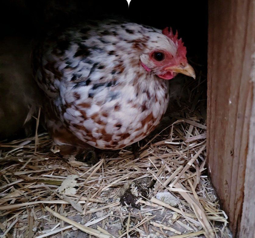 Calico bantam cochin eggs