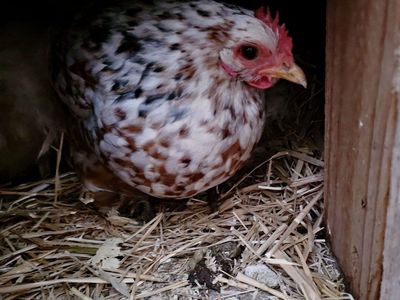 Calico bantam cochin eggs