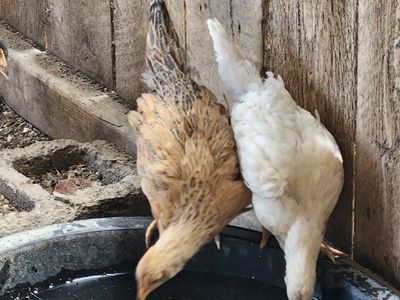 6 week old barnyard mix chicks!
