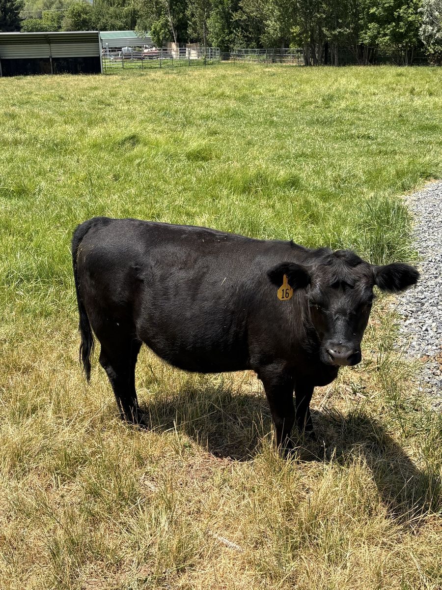 Angus Low Line Heifers