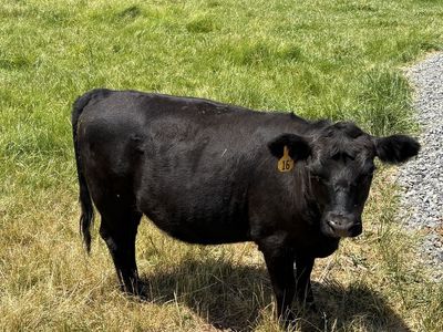 Angus Low Line Heifers