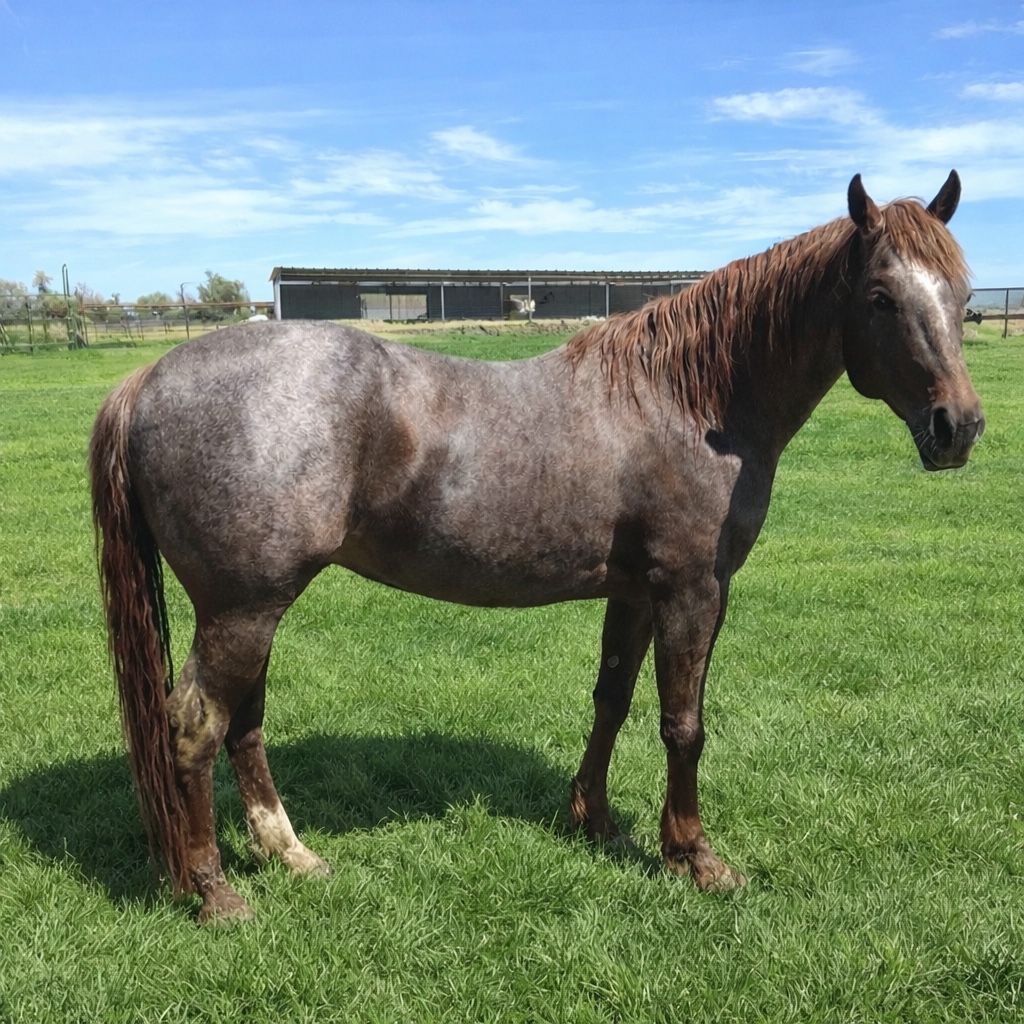 Metallic Hitman - Stallion Services