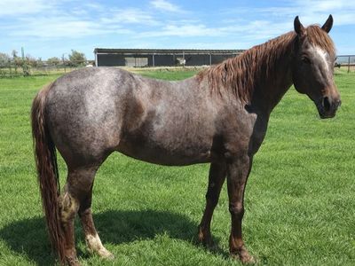 Metallic Hitman - Stallion Services