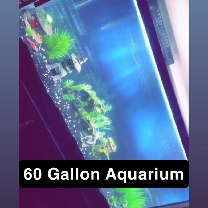 60 Gallon Fish Tank Aquarium plus the stand- Used, Great Condition