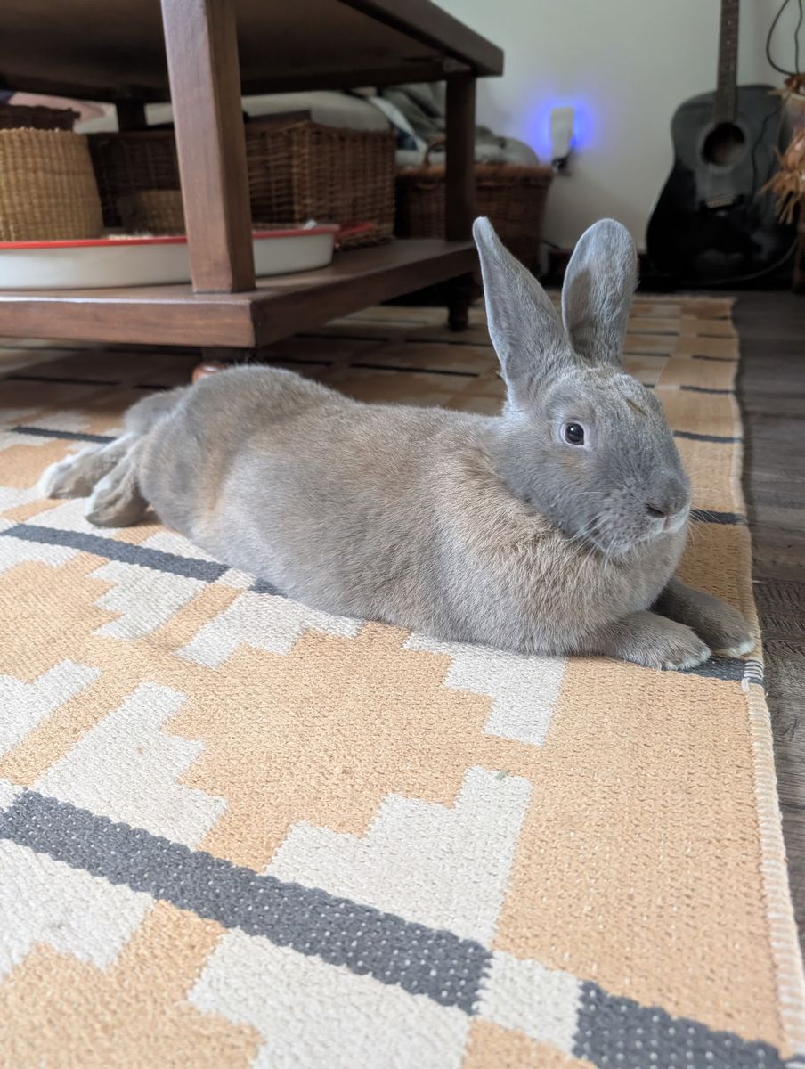Flemish giant mix female