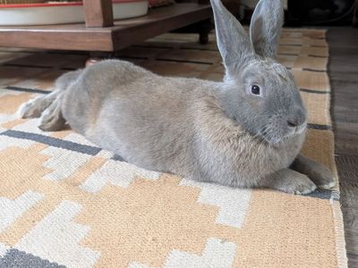 Flemish giant mix female