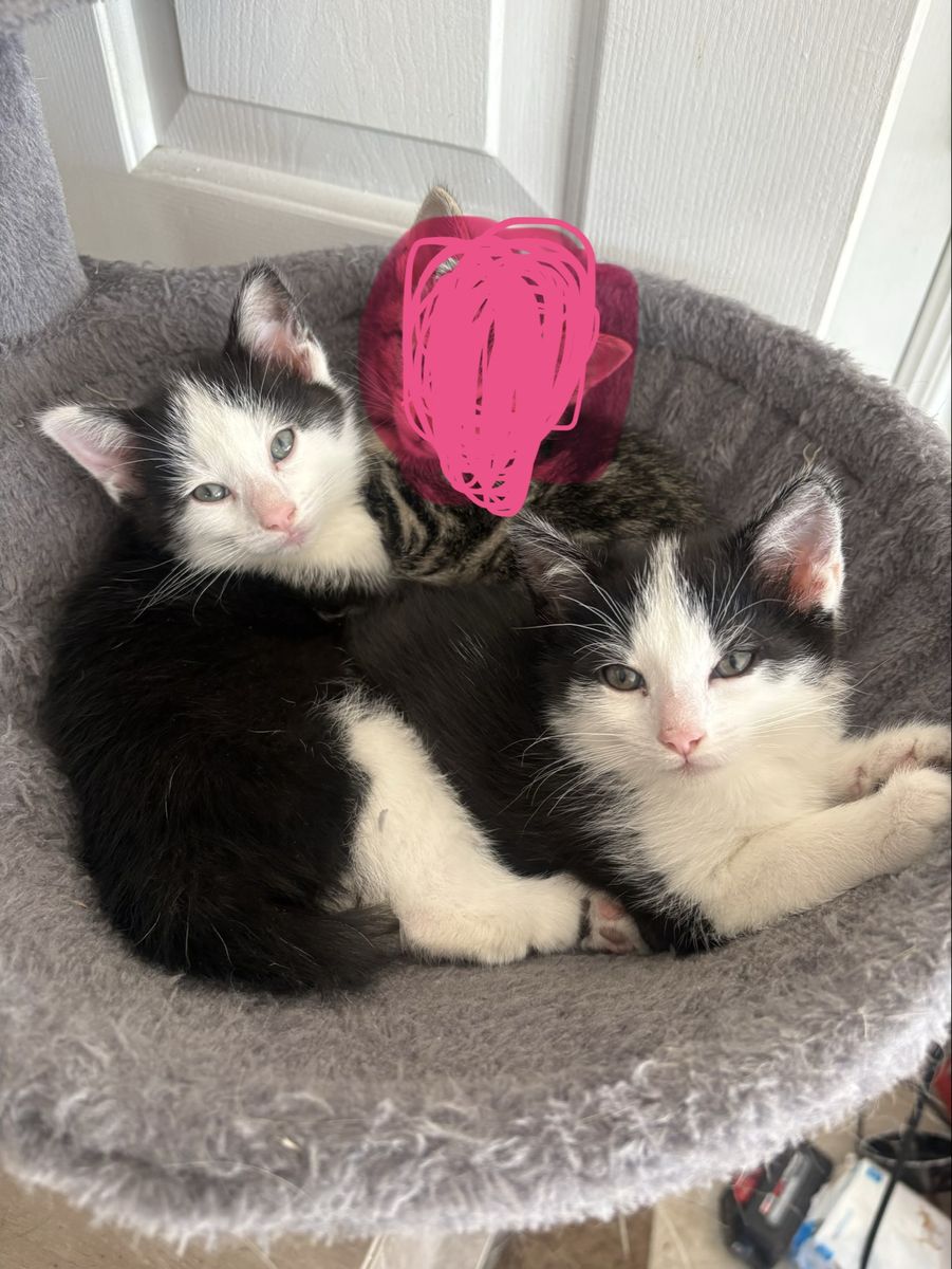 Cutest Kittens ready for Furever Home