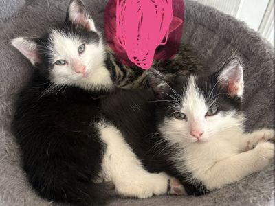 Cutest Kittens ready for Furever Home