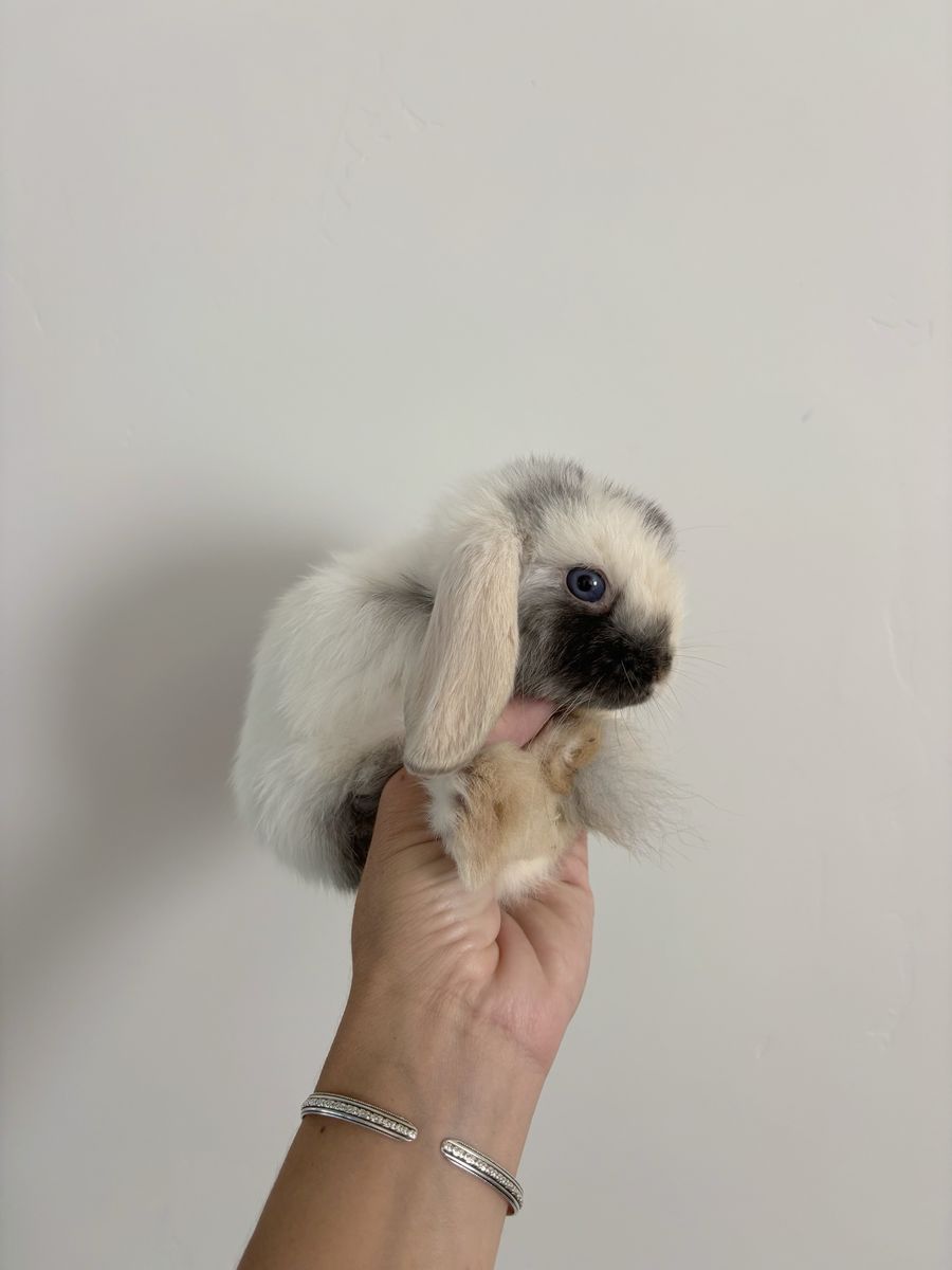 Holland lop buck