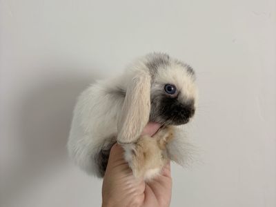 Holland lop buck
