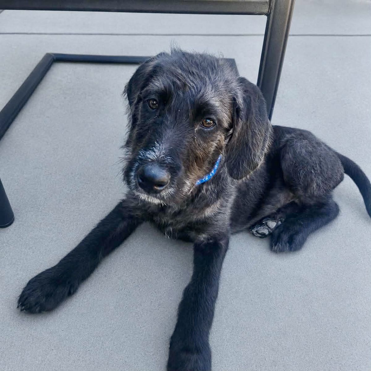2 Month Old Puppies: Pointer x Aussie x Poodle Mix