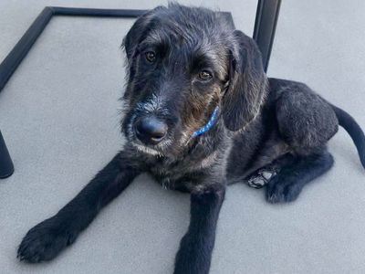 2 Month Old Puppies: Pointer x Aussie x Poodle Mix