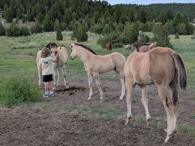 AQHA weanlings, grulla grullo, dunskin, black, bay dun