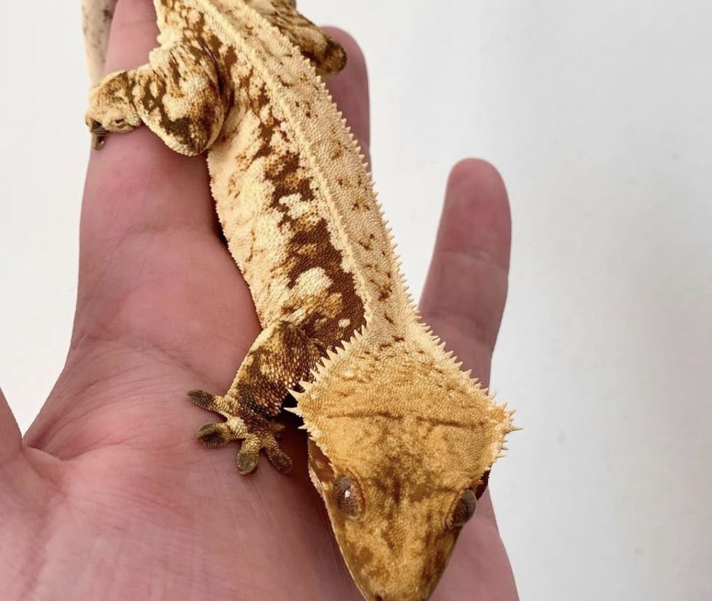 Red Tri RTB Female Crested Gecko