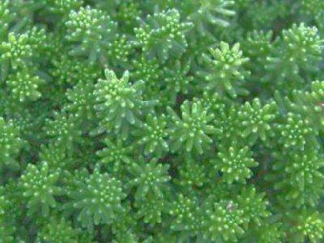 3/$33 flats of Stone crop sedum groundcover