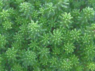 3/$33 flats of Stone crop sedum groundcover