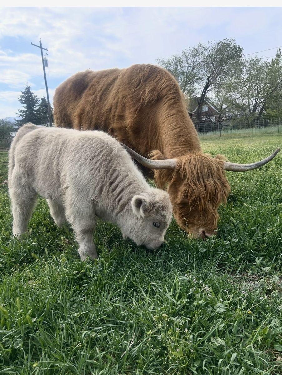 Silver micro mini highland heifer calf